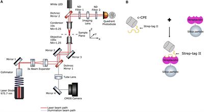 Probing Ligand-Receptor Interaction in Living Cells Using Force Measurements With Optical Tweezers